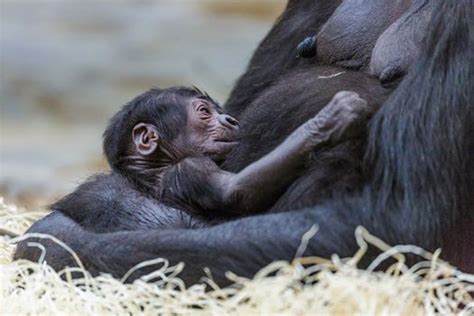 Gorilla Birth At Prague Zoo Shocks Zookeepers; They Didn’t Know She Was Pregnant | Gephardt Daily