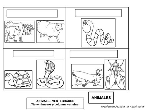 Dibujos Para Colorear De Animales Invertebrados Y Vertebrados 26