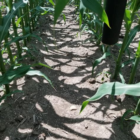 Fungicides For Corn Sylvite