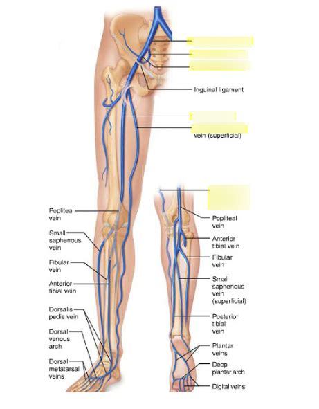 Leg Veins Diagram Quizlet