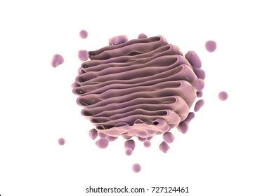 Golgi Apparatus Cell Closeup View 3d Stock Illustration 727124461 ...