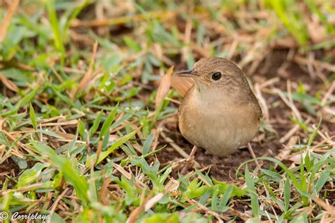 Chochin Criollo Troglodytes Aedon Musculus Southern Hous Flickr