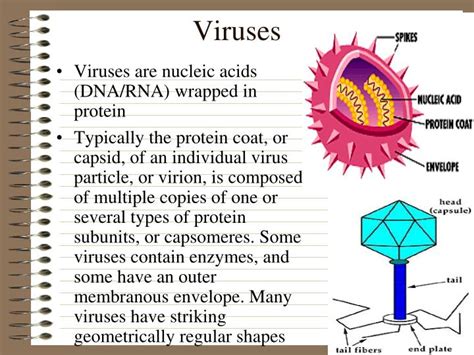 Ppt Viruses Powerpoint Presentation Id3386690