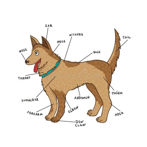 Anatomia domowy pies i kot ilustracja wektor Ilustracja złożonej z