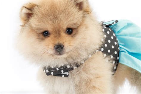 Pomeranian in a dress stock image. Image of costume, color - 36072141