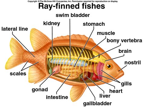 A Well Labelled Diagram Of A Tilapia Fish