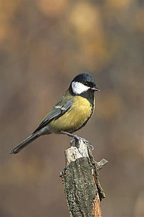 Oiseau Commun France Starnimo