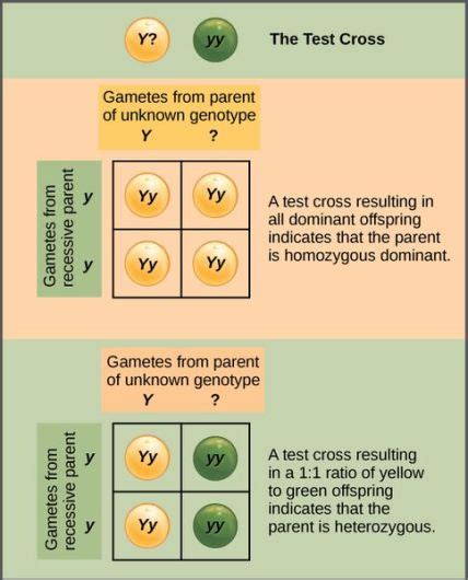 Difference Between Reciprocal Cross and Test Cross | Compare the Difference Between Similar Terms