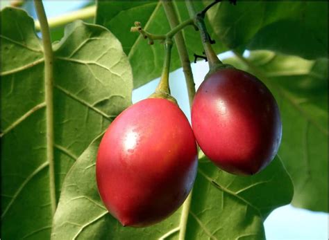 Tomate De Árbol Nombre Propiedades Beneficios Y MÁs