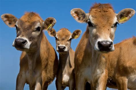 Jersey Cows Breed Profile Facts And Photos