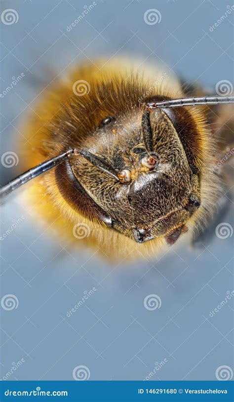 Apis Mellifera Dell Ape Del Miele Fotografia Stock Immagine Di