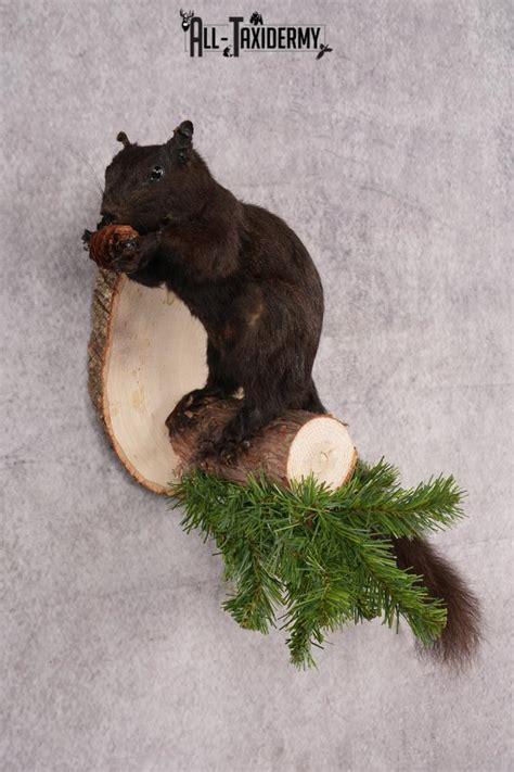 Black Squirrel Taxidermy Mount For Sale Sku 2722 All Taxidermy