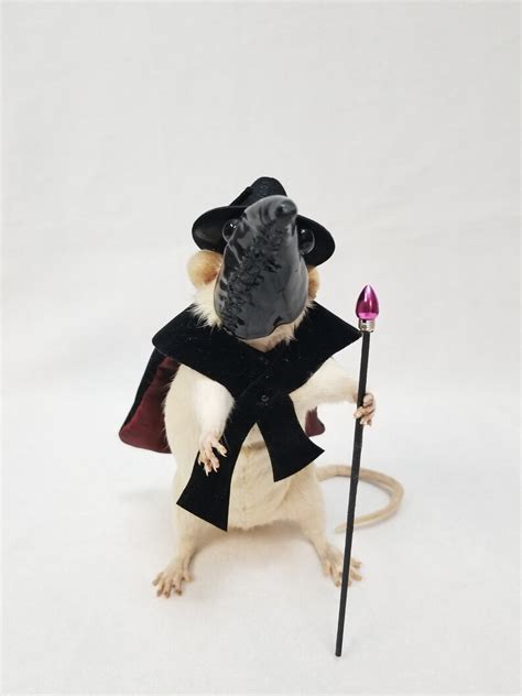 Taxidermy Gaff Plague Doctor Rat Etsy