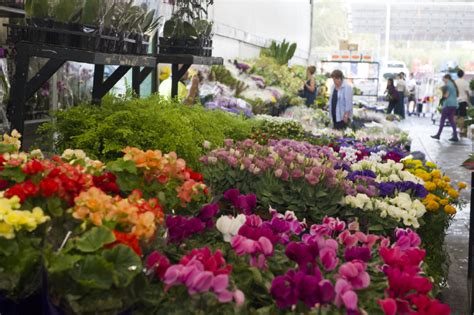 Sydney Flower Market Overview Sydney Markets