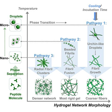 Steering Phase Separated Droplets To Control Fibrillar Network