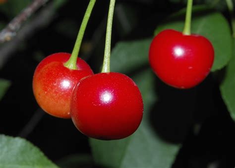 Fotos gratis árbol naturaleza Fruta hoja flor comida rojo