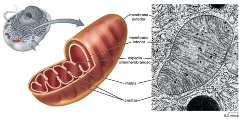 Qu Son Las Mitocondrias Y Cu L Es Su Funci N Ondas Y Part Culas