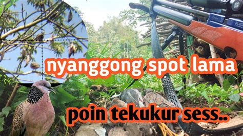 Berburu Nyanggong Spot Lama Poin Tekukur Dan Ruak Sesss