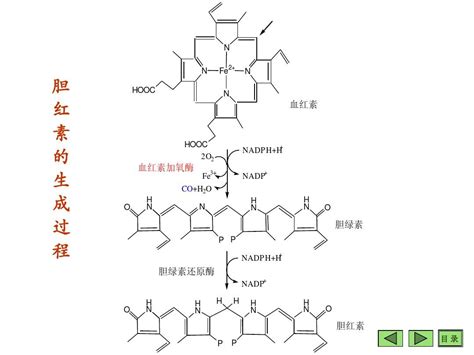 胆汁酸的代谢word文档在线阅读与下载无忧文档