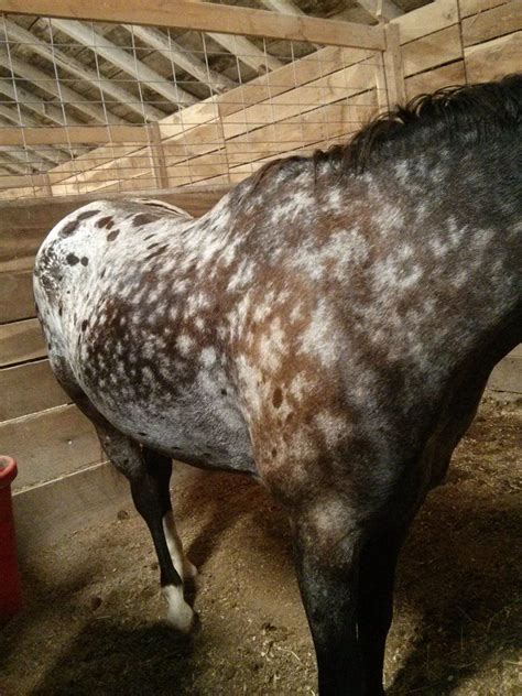 Dappled grey Appaloosa | Horse markings, Horse coloring, Beautiful horses