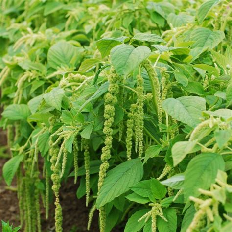 Green Tails Amaranthus Flower Seeds