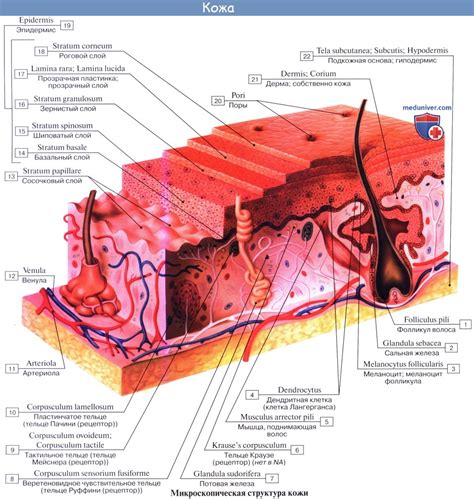 Таблица слои кожи строение функции эпидермис