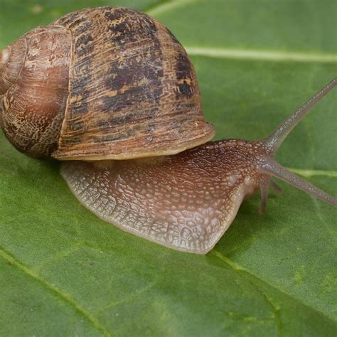 Are California Garden Snails Edible Fasci Garden