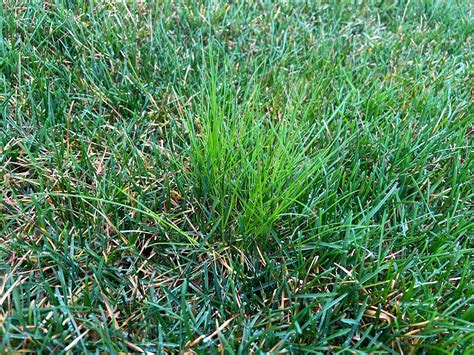 Help Iding Grassweeds In Yard Lawn Care Forum