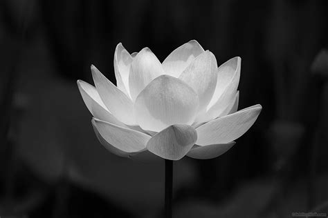 Top Nh Hoa Sen Tr Ng M Tang Hot Nh T G Y B O Tr N M Ng