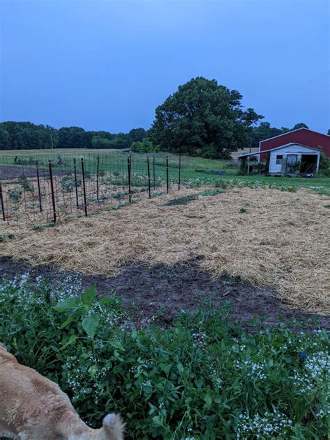 Using Straw As Mulch How And Why