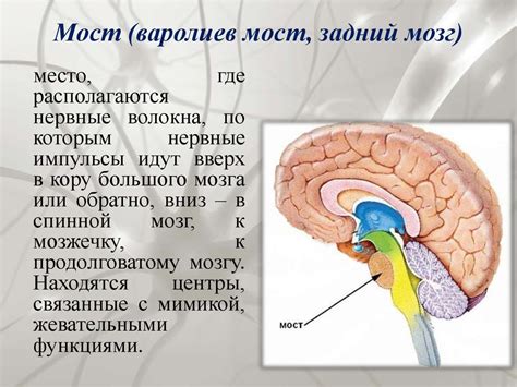 Строение и функции головного мозга - online presentation