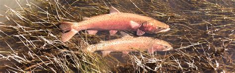 Redband Trout