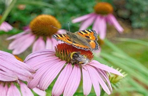 Butterfly And Bee Attracting Flowers For Your Garden