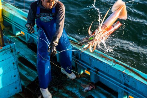 EspaÑa Presentan Avances Para Mejorar La Pesca Sostenible De La Pota