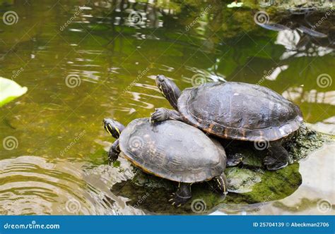 Two turtle friends stock image. Image of together, wild - 25704139