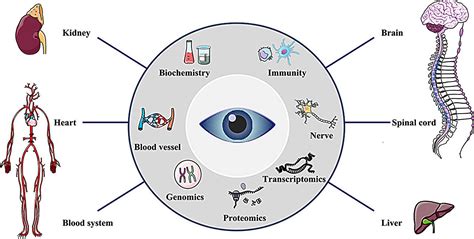 Progress in the diagnosis of systemic diseases based on ophthalmic ...