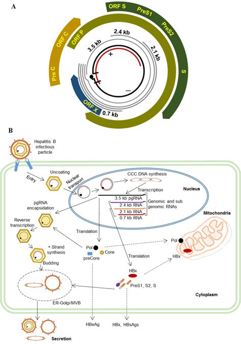 Hepatitis B Virus Hbv Genomic Map And An Overview Of The Hbv Life