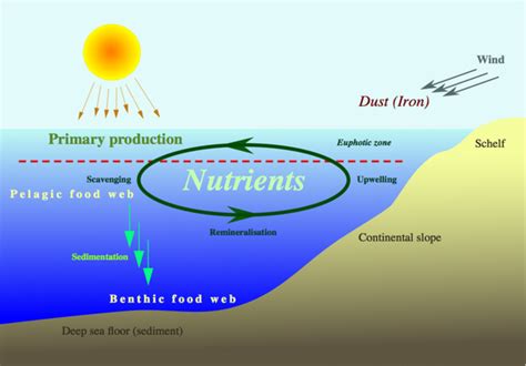 Nutrients And Trophic Level Ocean Surface