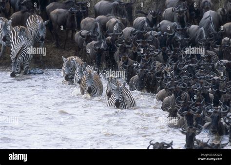 Brindled Gnus And Common Zebras Crossing The Mara River Connochaetus Taurinus Equus Quagga