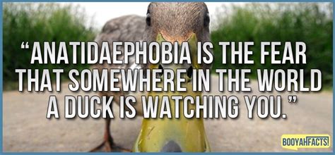 An Image Of A Bird With A Caption That Reads Antaeepopia Is The Fear That Somewhere In The