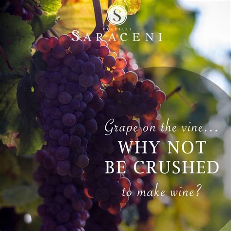 Fratelli Saraceni Wine Wine Quote With Grapes On The Vine In Italy