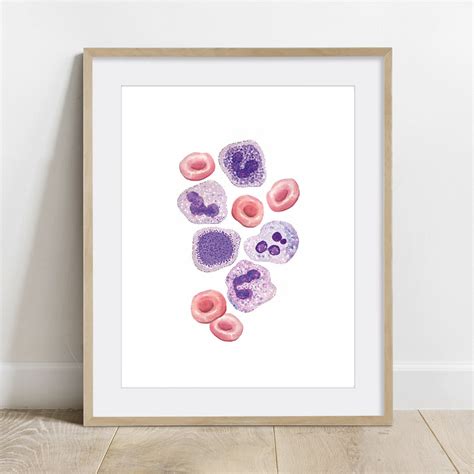 Blood Cells Biology Poster Science Art Print Red Blood Cell White Blood ...