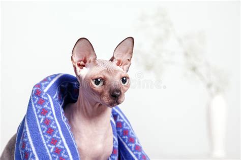 Naked Cat Canadian Sphinx Sitting Covered With A Blanket On A Blurred