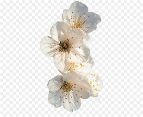 Aesthetic White Flowers Png White Rose Png White Roses Transparent