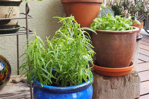 Tarragon How To Grow In A Pot Gardeninguru