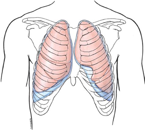 Day 13 Lungs And Open Chest Flashcards Quizlet