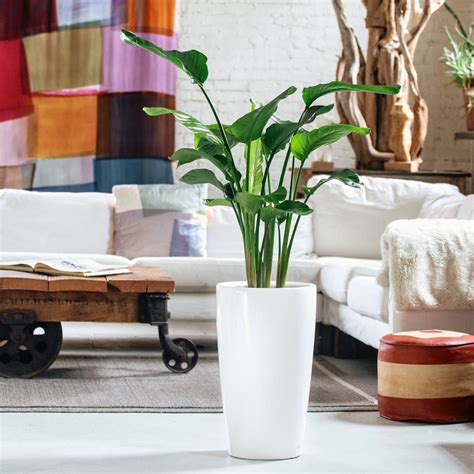 Lechuza Planters | Shop Online | My City Plants