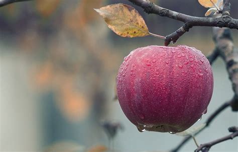 Is Appelazijn Gezond De Feiten En Fabels Op Een Rijtje