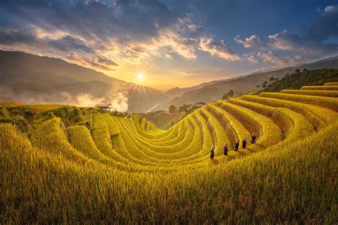 Mu Cang chai rice terraces in the harvest season