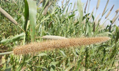 Millet Plant Tips Growing Millets As Grain